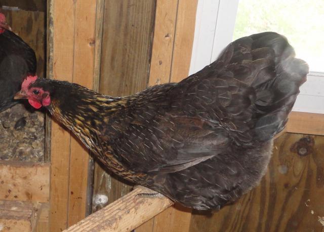 26987_javahen.jpg