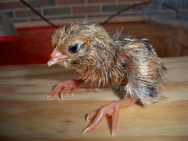 26987_new_chick_on_the_block.jpg
