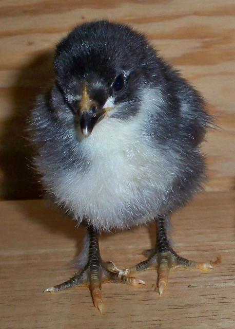 26987_oechick.jpg