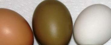 26987_oliveegg1.jpg