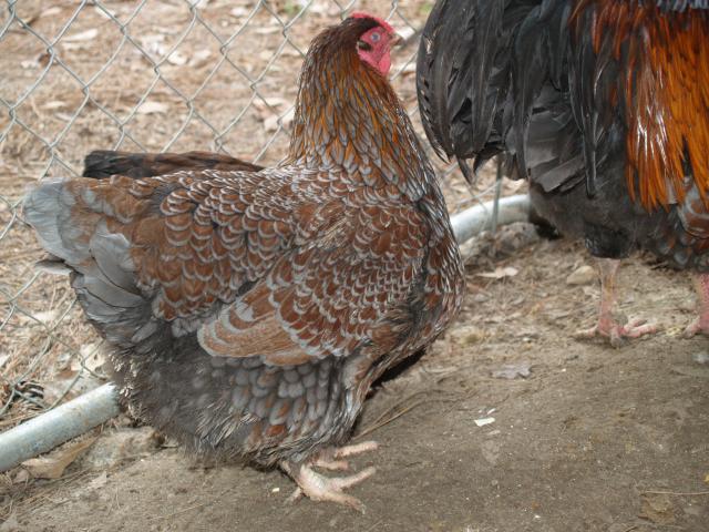 27056_chickens_011.jpg