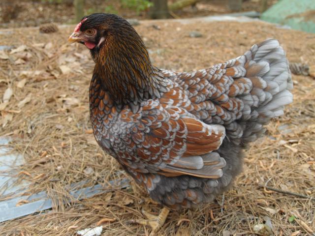 27056_chickens_038.jpg