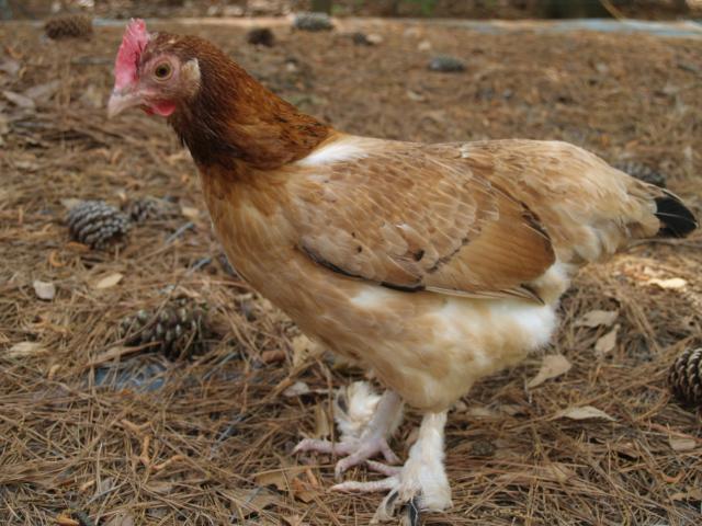 27056_chickens_047.jpg