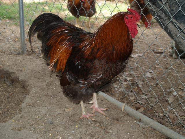 27056_chickens_057.jpg