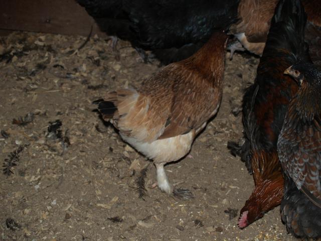 27056_chickens_082.jpg