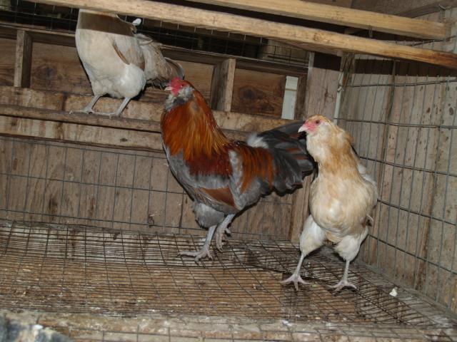 27056_chickens_098.jpg