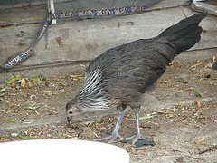 2707_silver_leghorn.jpg