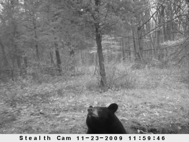 27119_deer_camera_12.jpg