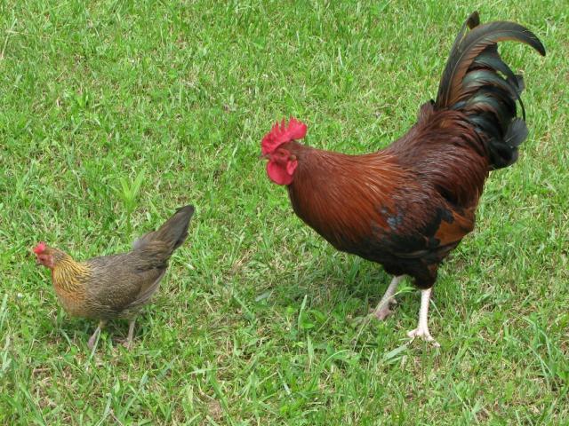 27158_rooster_don_004_1024x768.jpg