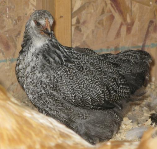 27158_white_hen_080410_8731.jpg