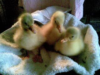 27186_image051.jpg