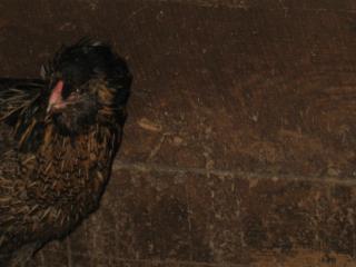 27192_chicks1april09_008.jpg