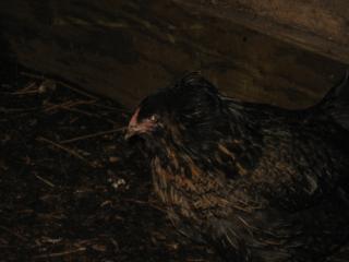 27192_chicks1april09_009.jpg