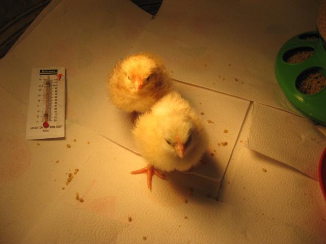 27192_chicks2apr09_014.jpg