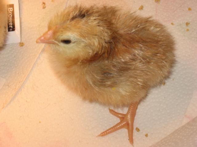 27192_chicks2apr09_016.jpg