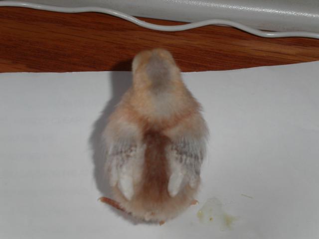 27220_ariback.jpg