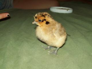 27223_chicks_004.jpg