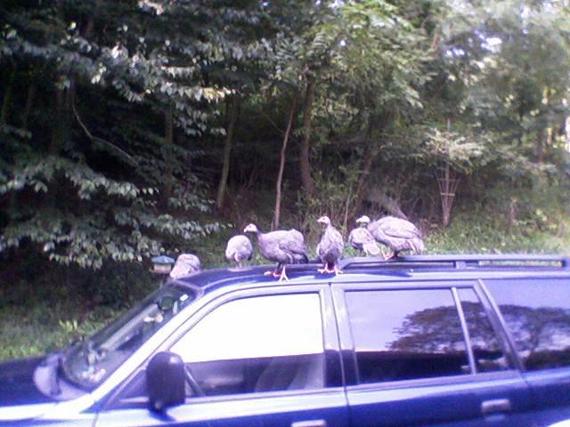 27259_guineas_on_the_car_small.jpg