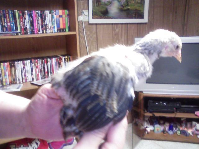 27259_plucky.jpg
