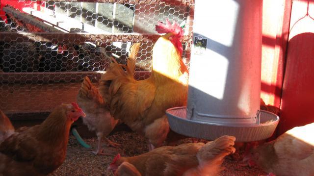 27261_chickens_016.jpg