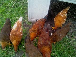 27323_roosters1.jpg