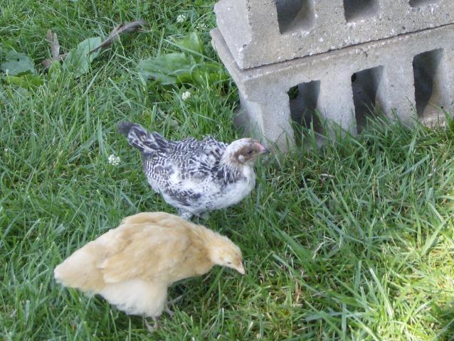 27332_chicken_005.jpg