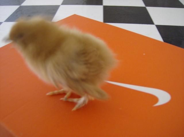 27332_chickens3_004.jpg