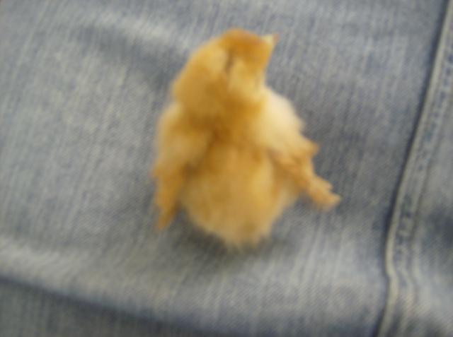 27332_chickens3_005.jpg