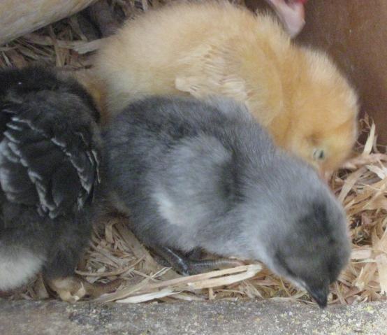 27341_chicks814_003c.jpg