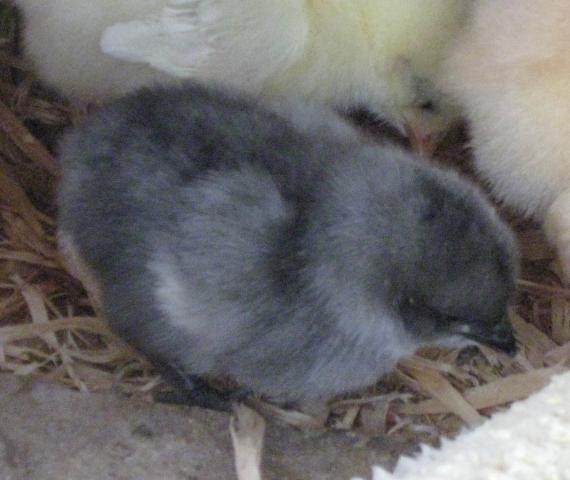 27341_chicks814_006c.jpg