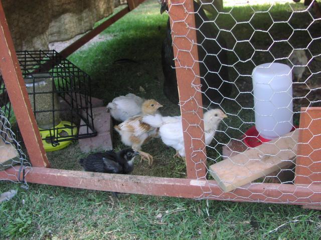 27392_2010_05_21_-_27_days_old.jpg