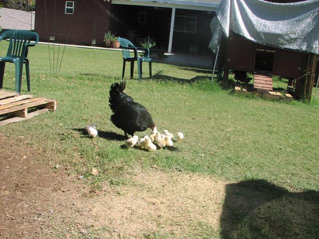 27392_2010_05_25_holly_chicks_9.jpg