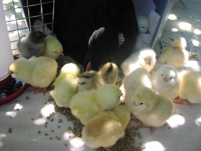 27392_24_14_chicks_large.jpg
