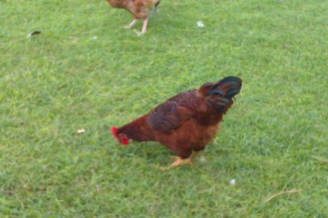 27392_imag0382.jpg