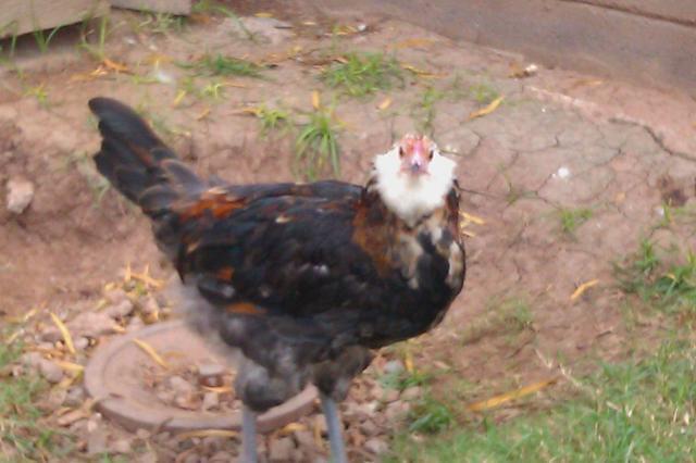 27392_imag0414.jpg