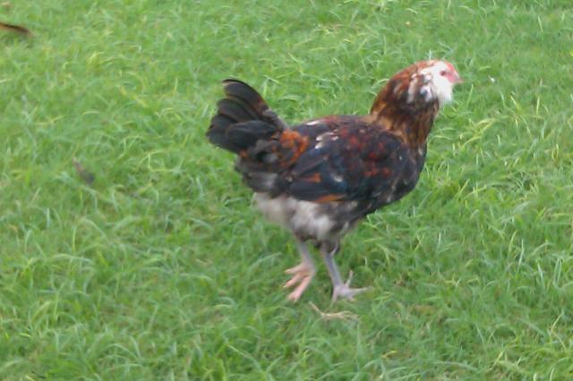 27392_imag0475.jpg