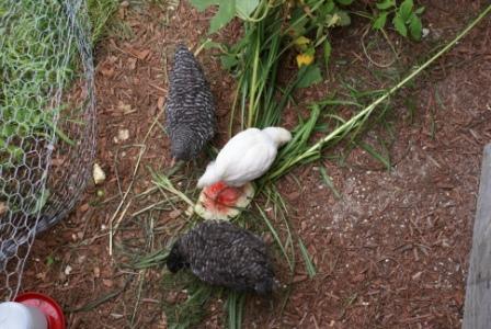 27396_3chicks.jpg