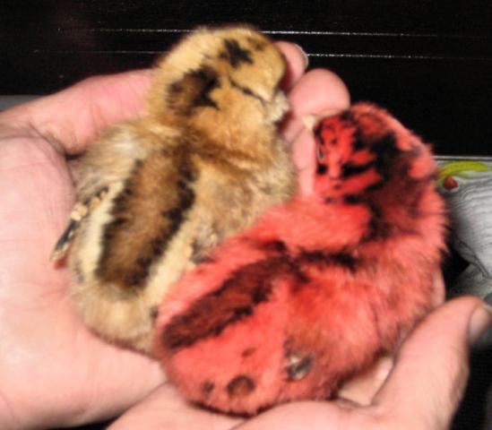 27401_chicks1.jpg