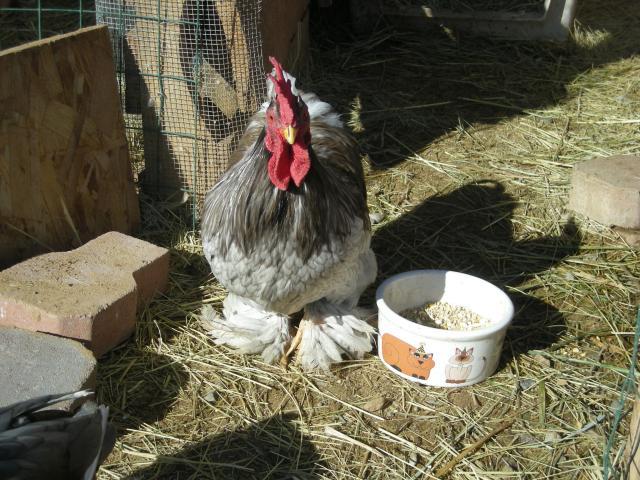 27406_new_chicks009.jpg