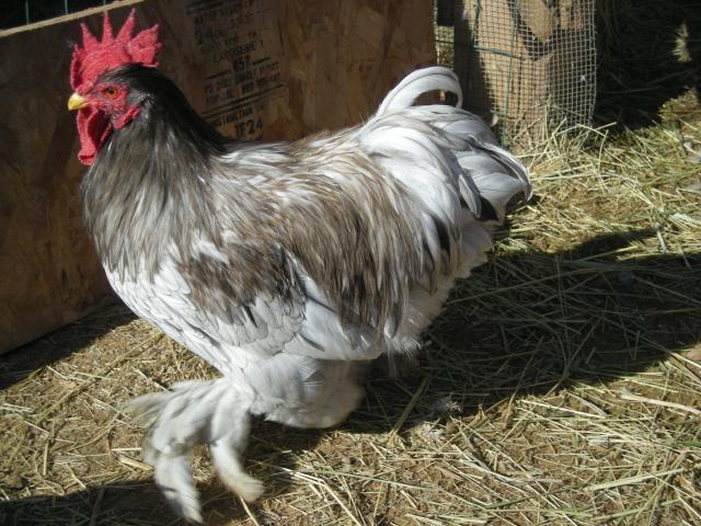 27406_new_chicks010.jpg