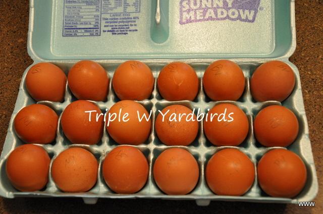 27455_barnevelder_eggs.jpg