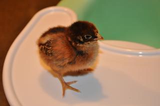 27455_barney_chick.jpg