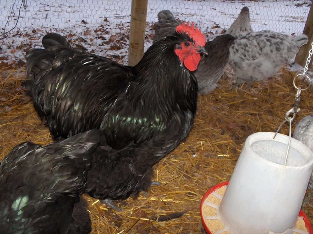 27487_november_2011_flock_max_001.jpg