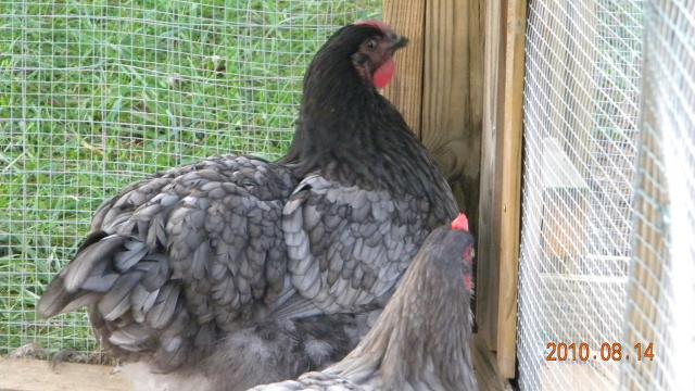 27529_a_new_coop_and_orps_013.jpg