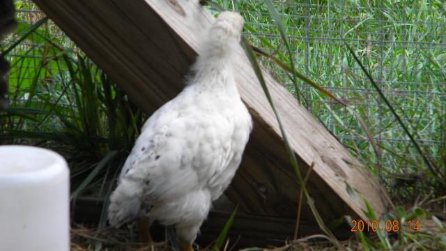 27529_a_new_coop_and_orps_015.jpg
