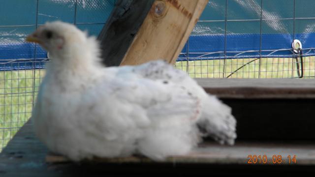 27529_a_new_coop_and_orps_016.jpg