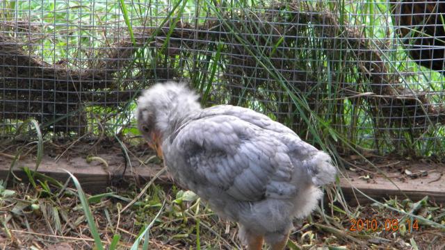 27529_a_new_coop_and_orps_017.jpg