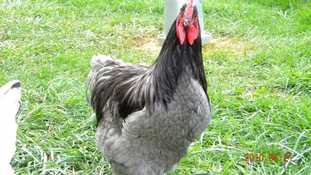 27529_beth_horses_8_egg_day_042.jpg