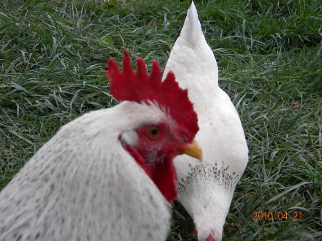 27529_beth_horses_8_egg_day_046.jpg