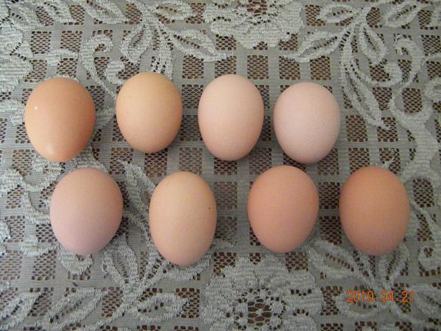 27529_beth_horses_8_egg_day_051.jpg